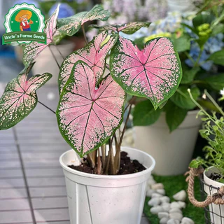 เมล็ดพันธุ์ บอนสี "ราชินีใบไม้" บอนสีราชินี 100เมล็ด Mixed Colour Caladium Seeds Flower Seeds Flower Plants ต้นไม้มงคล