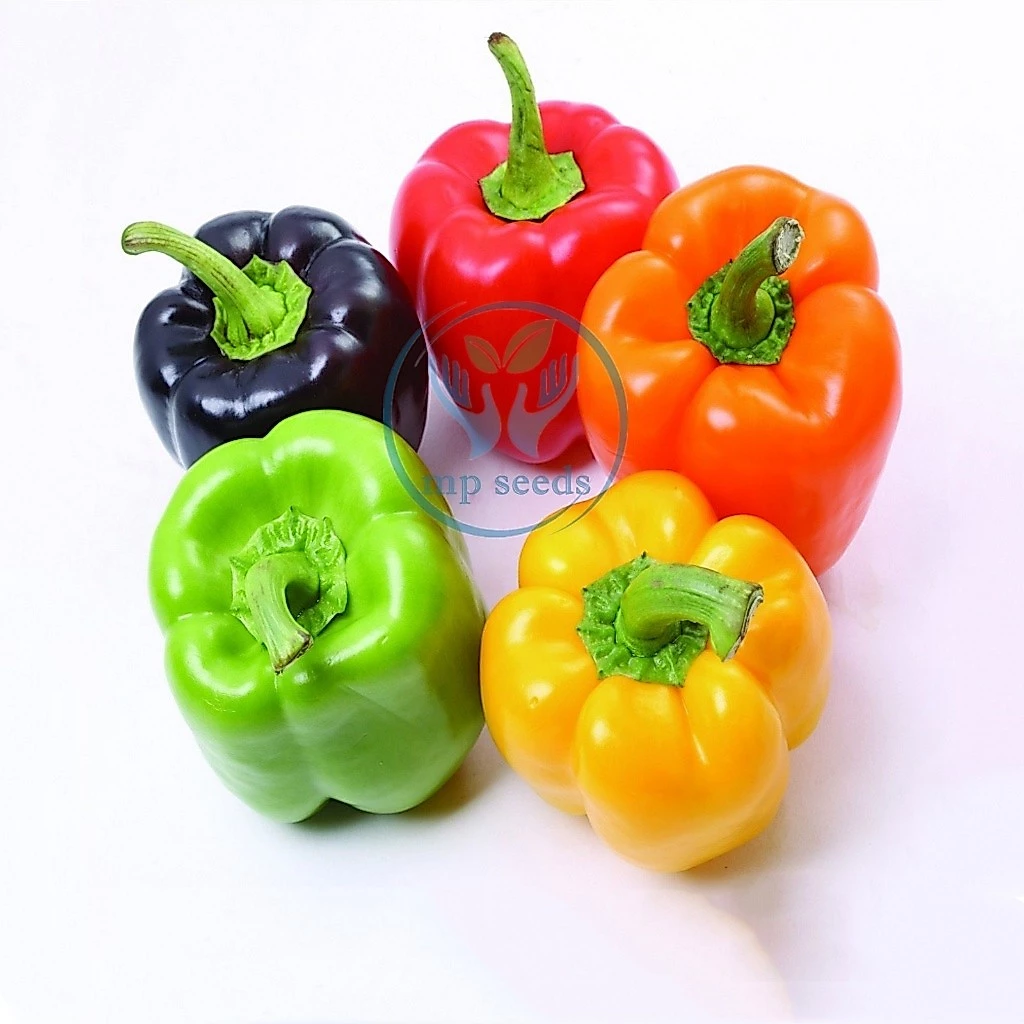 เมล็ดพริกหวาน คละสี/ส้ม/ม่วง/เหลือง/แดง 50-140 เมล็ด Bell Pepper Color เมล็ดนำเข้า สายพันธุ์ OP