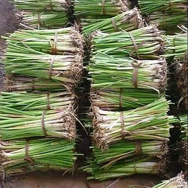 ขายหญ้าแฝก 500-1,000 ต้น ขายส่งราคาถูก จัดส่งฟรี