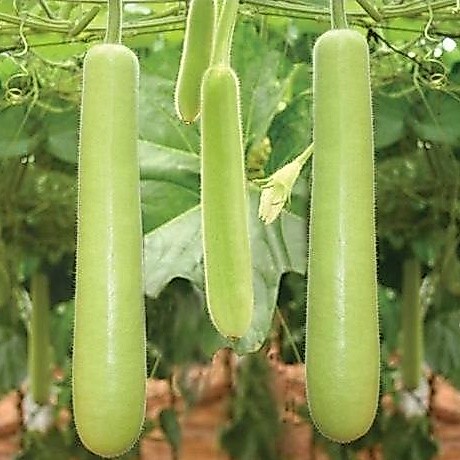 น้ำเต้ายาว ถูกที่สุด10บ. เมล็ดพันธุ์น้ำเต้ายาว 3 เมล็ด ปลูกง่าย ลูกดก ทานอร่อย