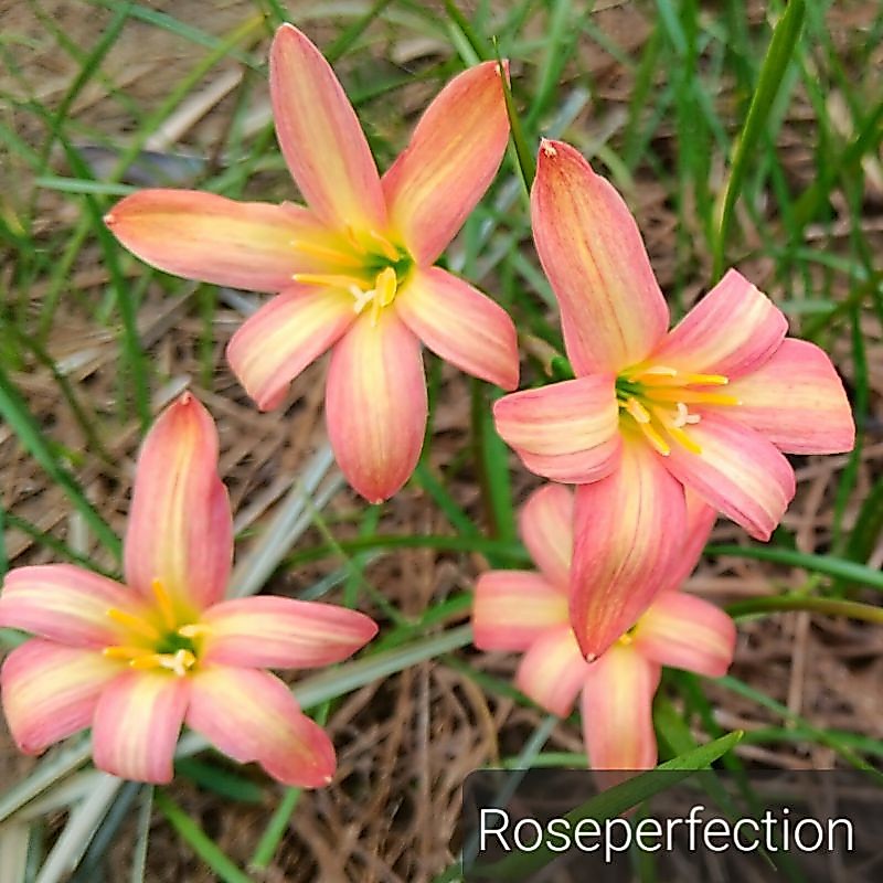 Roseperfection โรสเพอเฟคชั่น ดอกสีเหลืองส้มโอรส
