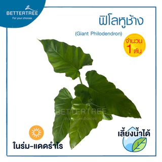 ฟิโลหูช้าง (จำนวน 1 ต้น) เลี้ยงน้ำได้ ต้นไม้มงคล ต้นไม้ฟอกอากาศ