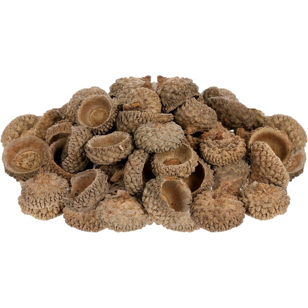 Ciieeo ธรรมชาติ Acorns Top Bulk จริง Rustic Acorns หมวกสําหรับหัตถกรรมคริสต์มาสวันขอบคุณพระเจ้า Pine