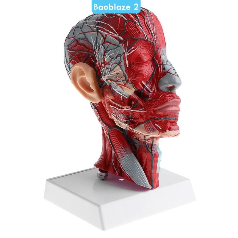[baoblaze2] Anatomy 1:1 Human Half Head W/คอเรือประสาท Anatomy รุ่นการสอนของเล่น