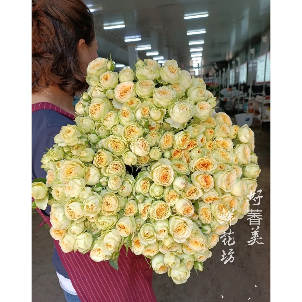 Avocado Bubble ดอกไม้หลายหัวขนาดเล็ก Yunnan Kunming Jiang Zhehu 2 จัดส่งฟรี Shanghai Direct Batch