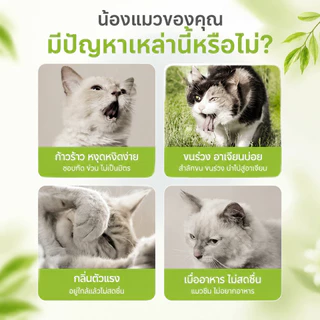 FOR_PET กัญชาแมว ผงแคทนิป 100ml แถมช้อนตัก หญ้าแมวกินได้ ช่วยขับก้อนขน ลดกลิ่นปาก ผ่อนคลาย สำหรับลูกแมว Catnip Powder