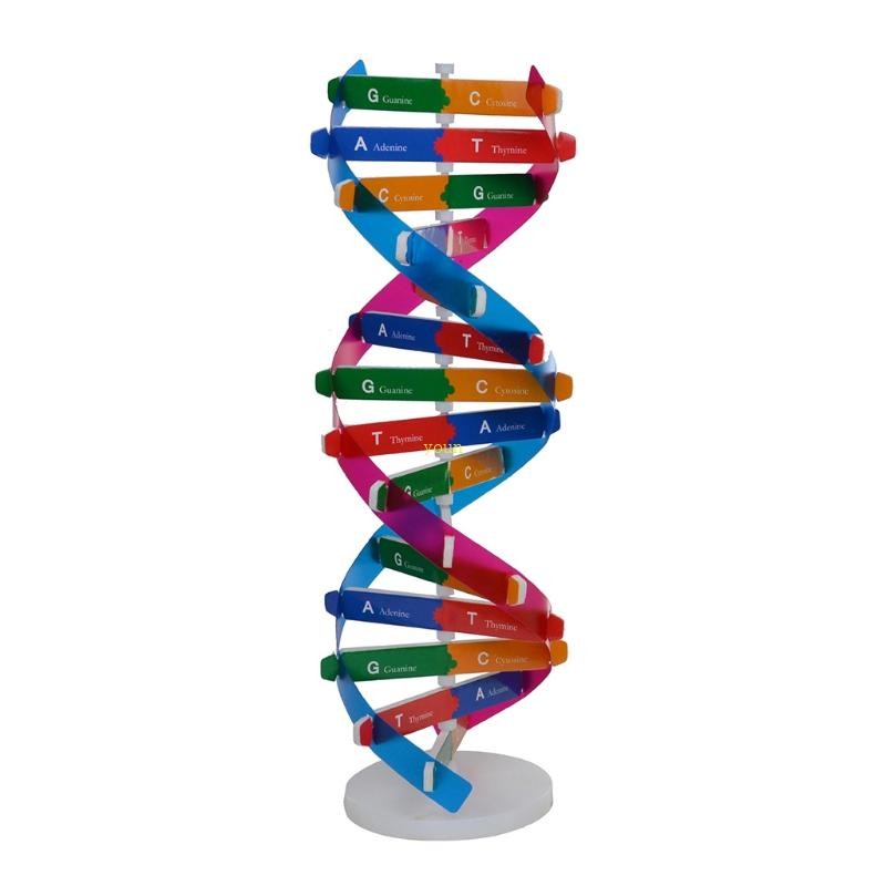 Youn Assembly DNA Model Double Helix Structure สําหรับก่อนวัยเรียนชุดวิทยาศาสตร์เด็กวัยหัดเดิน