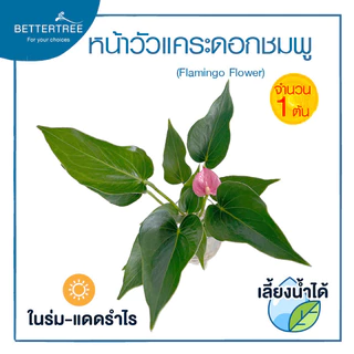 หน้าวัวแคระดอกชมพู (จำนวน 1 ต้น) เลี้ยงน้ำได้ ต้นไม้มงคล ต้นไม้ฟอกอากาศ