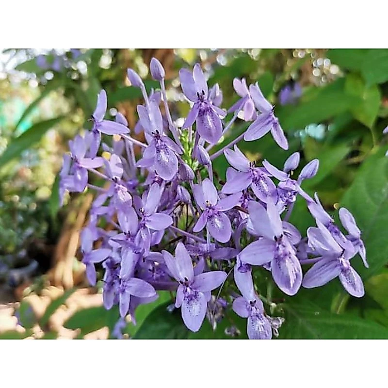ดอกเข็มสีม่วง1ต้นถุงดำไม้ดอกไม้ประดับ