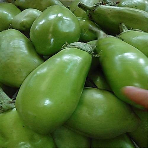 Dwarf Eggplant Seeds เมล็ดพันธุ์ มะเขือยักษ์ พันธุ์หยกภูพาน (Yok Poo Pan Giant   Eggplant Seed) บรรจ