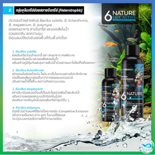 🆕 6NATURE จุลินทรีย์ตู้ปลา Nitrifying + Bacillus รวม 6 สายพันธุ์ น้ำใส ลดกลิ่น ตั้งตู้/บ่อปลา ไม้น้ำ กุ้ง มี 4 ขนาด