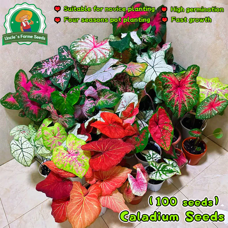 เมล็ดพันธุ์ บอนสี "ราชินีใบไม้" บอนสีราชินี 100เมล็ด Mixed Colour Caladium Seeds Flower Seeds Flower Plants ต้นไม้มงคล