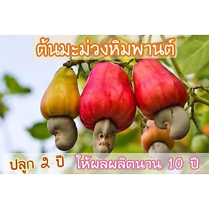 #ต้นมะม่วงหิมพานต์ ((ปลูก2ปีให้ผลผลิต)) ต้นละ 50 บาท #ต้นหิมพานต์