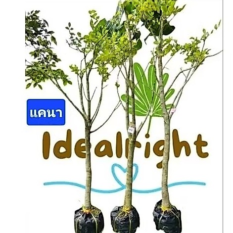 💥กดกล่องละ1ต้น💥 ต้นแคนา ต้นใหญ่ อ้วนๆ ฟอร์มสวย ต้นไม้มงคลให้ร่มเงา สูง 1.8เมตรขึ้นไป พร้อมส่งค่ะ