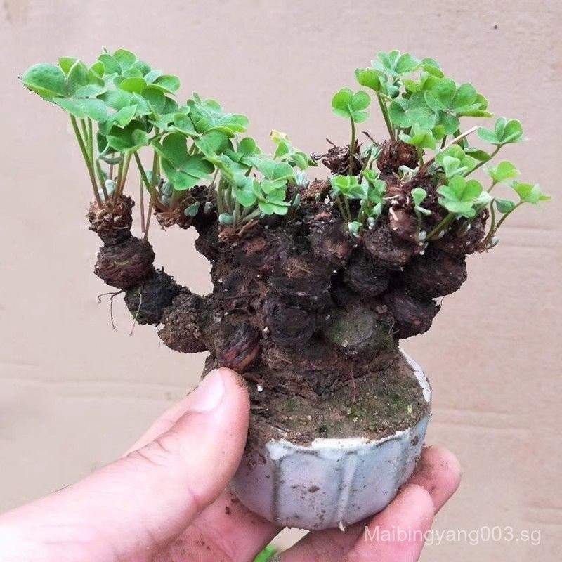 [การงอกของราปู]Clover กระถางต้นไม้เก่าทั้งหมด ดอกไม้สีแดง Oxalis ทั้งหมดบอนไซ Four Seasons Blooming 