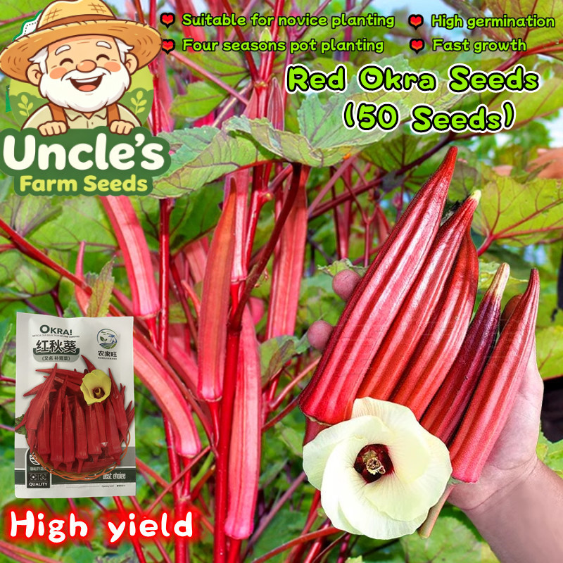 เมล็ดพันธุ์ กระเจี๊ยบมอญ สีแดง 50 เมล็ด Red Okra Seeds Lady Finger Okra Vegetables Seeds Okra Plant 