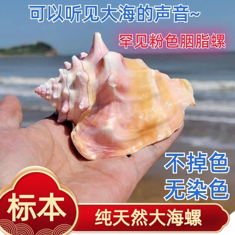 Spot Goods#Natural Conch Large Shell Rouge Conch Rose Conch Aquarium Coral Decoration Birthday Gift 