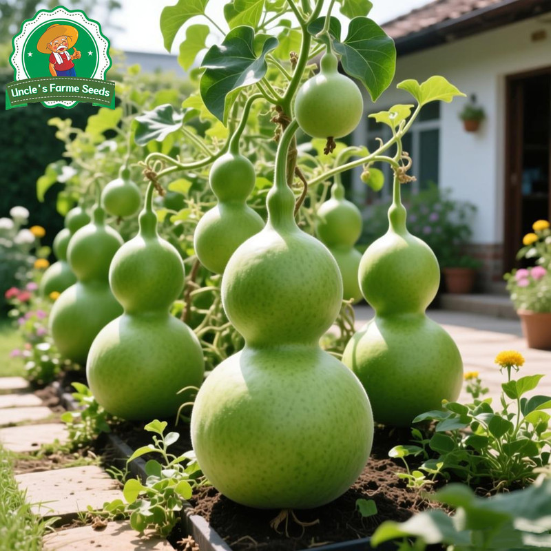 8 เมล็ด เมล็ดพันธุ์ น้ำเต้ายักษ์ น้ำเต้าเซียน เมล็ดน้ำเต้าเซียนใหญ่ F1 Giant Bottle Gourd Seed Organic Vegetable Seeds - รูปที่ 4