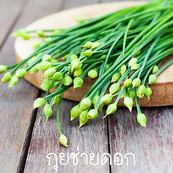 กุยช่ายดอก ถูกที่สุด10บ. เมล็ดพันธุ์กุยช่ายดอก 40-400เมล็ด งอกง่าย พุ่มใหญ่ โตไว ทานอร่อย