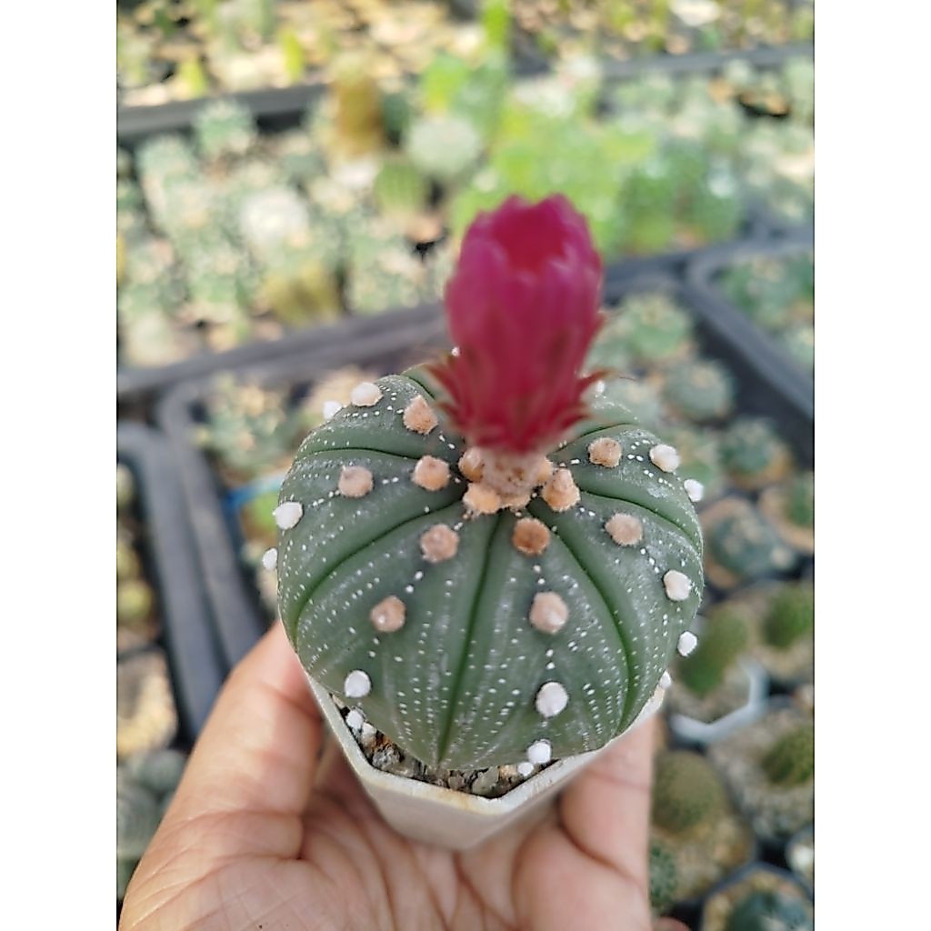 แอสโตรดอกแดง ดอกชมพู คละสี