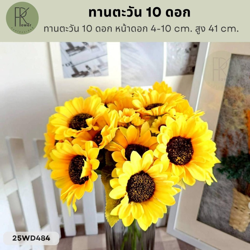 ทานตะวัน 10 ดอก หน้าดอก 4-10 cm. สูง 41 cm.