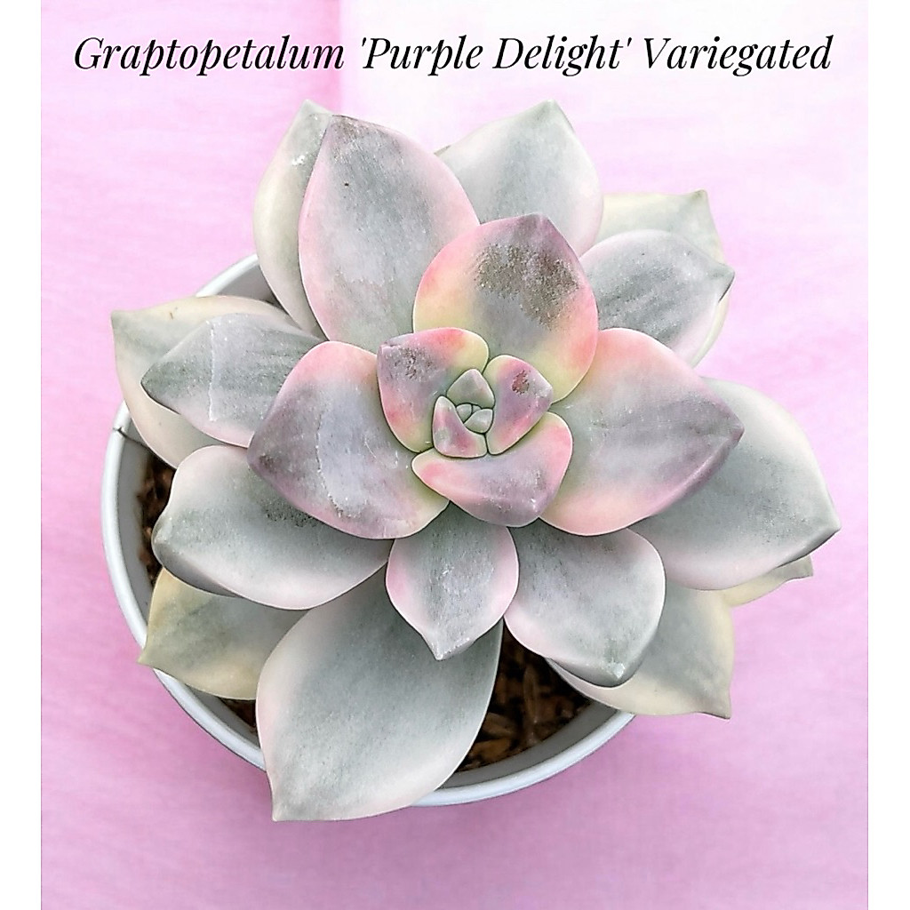Graptopetalum 'Purple Delight' Variegated กุหลาบหิน ไม้อวบน้ำ ขนาด 3 นิ้ว