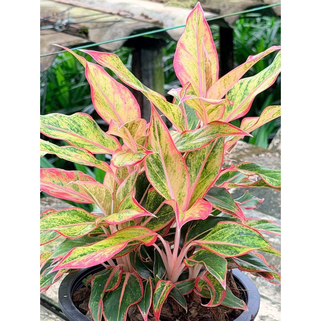 มุมมอง 2