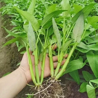 ซื้อ 5 แถม 5 ฟรี！เมล็ดพันธุ์ ผักบุ้งแก้ว 60 เมล็ด (พันธุ์แตกกอ)เมล็ดใหม่สมบูรณ์ อัตราความงอกสูง ซื้อ ปลูกง่ายโตเร็ว