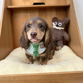 น่ารัก McDonalds สไตล์สัตว์เลี้ยง Bib สําหรับแมวสุนัขปรับสัตว์เลี้ยงน่ารักคอสวม Bowtie Bib คออุปกรณ์เสริมสําหรับสัตว์เลี้ยงขนาดกลางขนาดเล็กทุกวันสวมใส่และการถ่ายภาพ
