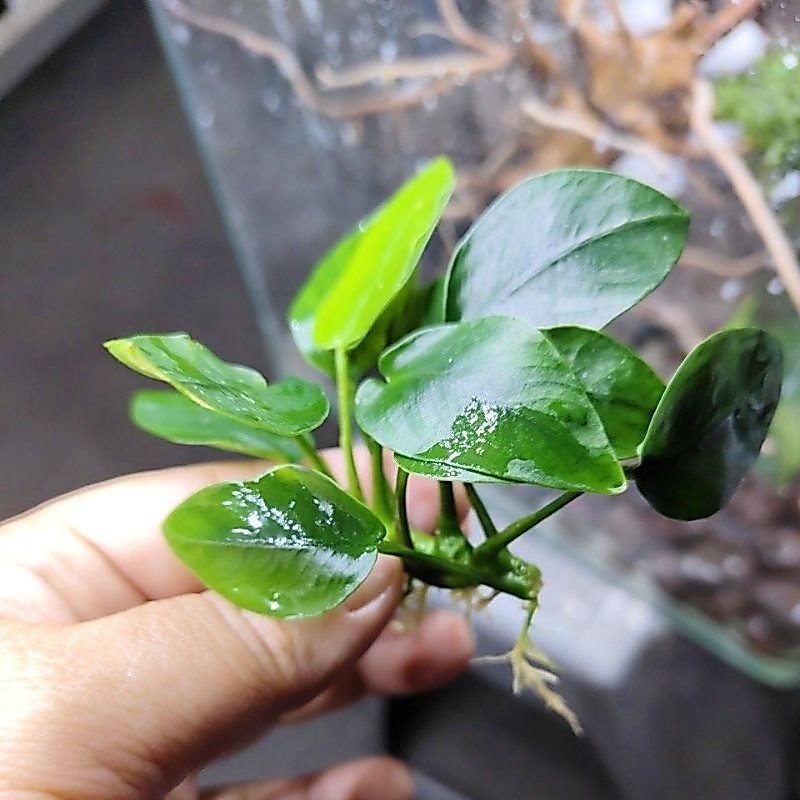 ต้นไม้น้ำ อนูเบียส 🌿ต้นเล็ก 🌿(ต้นเปล่า) เอาไว้ผูกกับก้อนหินหรือกิ่งไม้ขนาดเล็ก  เขียวสวย ทน เลี้ยงง่าย