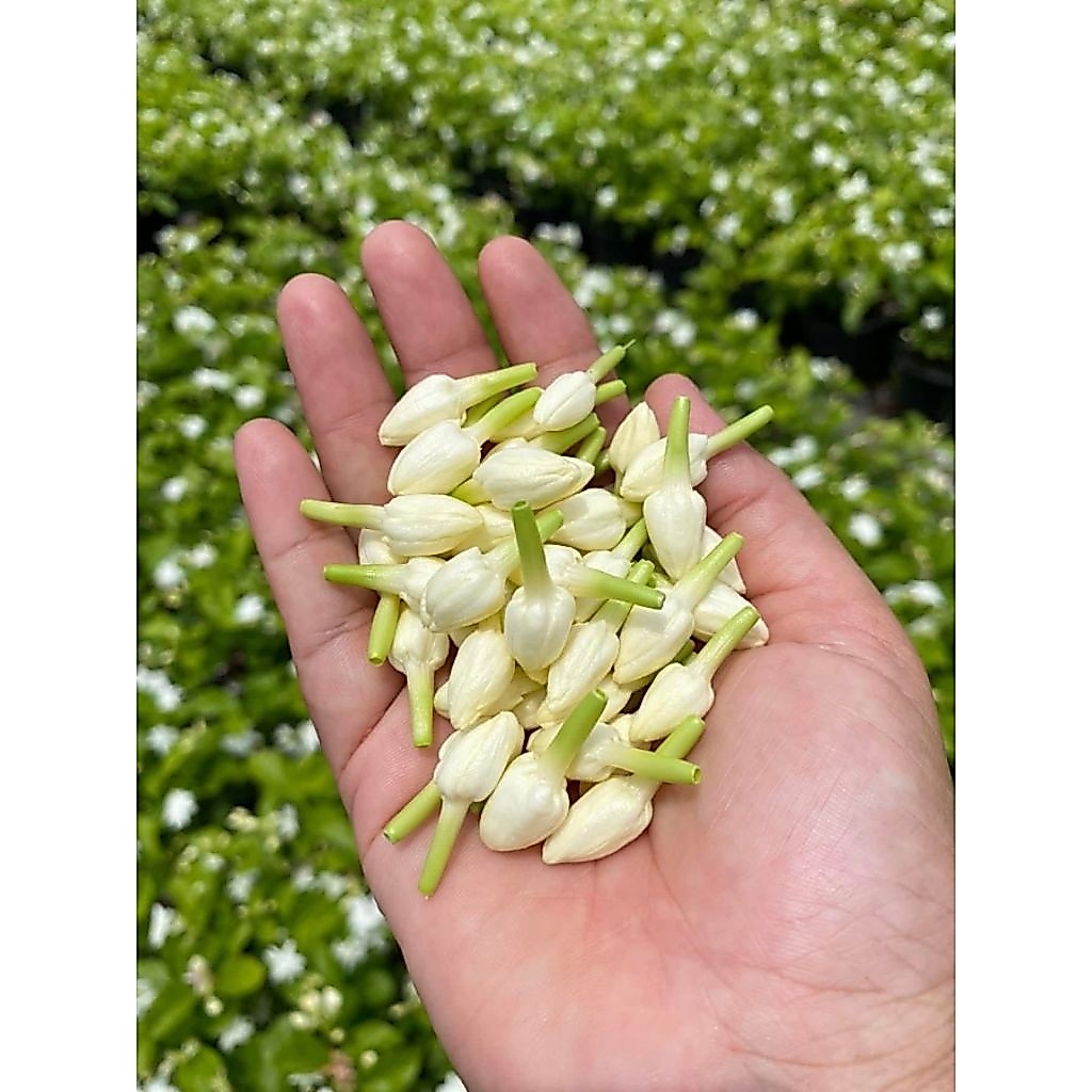 มะลิหอมหรือมะลิร้อยมาลัย 1 ต้นถุงดำ พร้อมปลูกประมาณ 15-20 ซม.ไม้ดอกไม้ประดับ