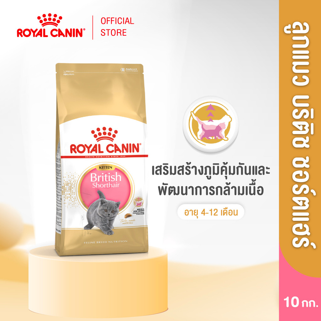 Royal Canin Kitten British Shorthair 10kg อาหารเม็ดลูกแมวพันธุ์บริติช ชอร์ทแฮร์ อายุ 4-12 เดือน (โรยัล คานิน)