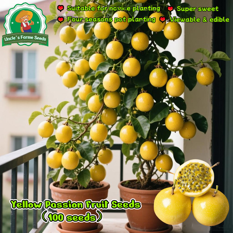 50 เมล็ด เมล็ดพันธุ์ เสาวรส สีเหลือง Yellow Passion Fruit Seeds for Planting Climbing Fruit Plants เมล็ดเสาวรส บอนไซ
