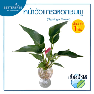 หน้าวัวแคระดอกชมพู (จำนวน 1 ต้น) เลี้ยงน้ำได้ ต้นไม้มงคล ต้นไม้ฟอกอากาศ