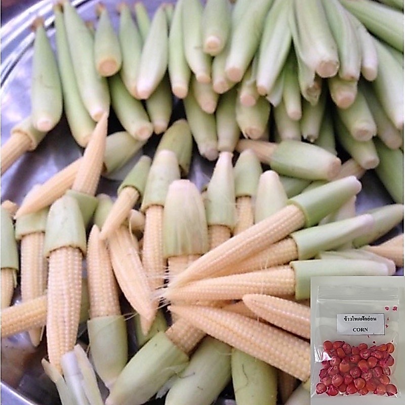 เมล็ดพันธุ์ข้าวโพดฝักอ่อน 40 เมล็ด