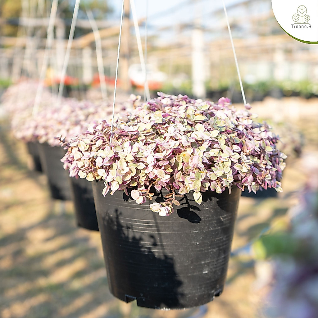 Treeno.9 T89 ริบบิ้นชาลี (Callisia repens) ล๊อตใหม่ต้นใหญ่กว่าเดิม กระถาง 8 นิ้ว สูง 20-30 cm ไม้ประดับสายหวาน