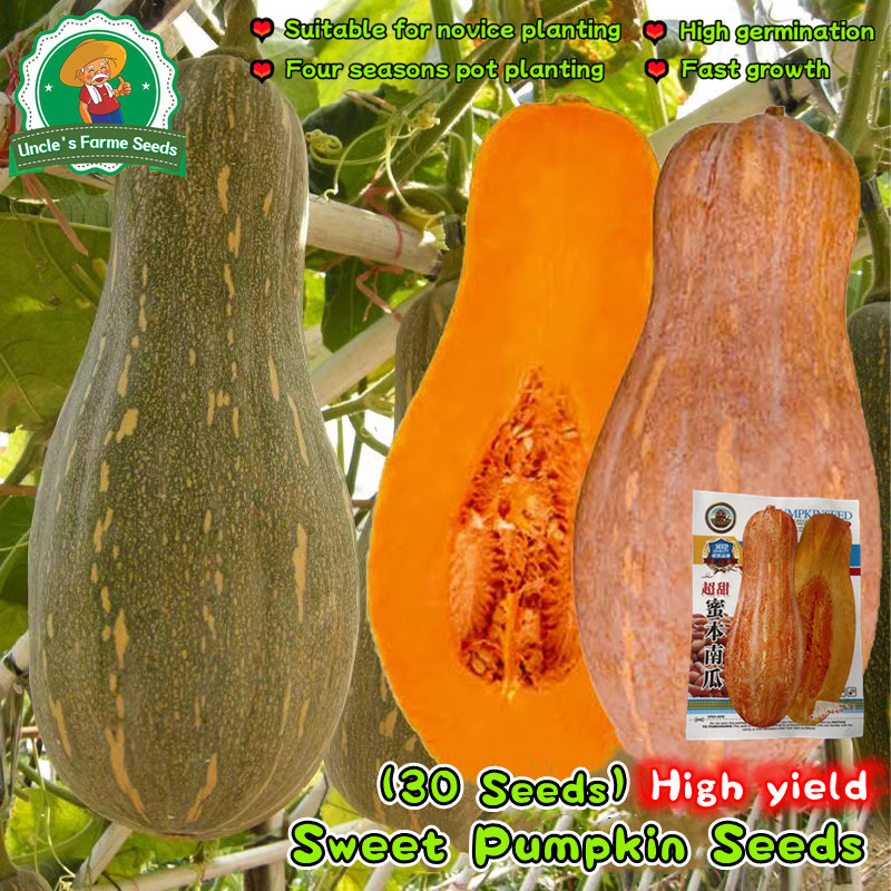 เมล็ดพันธุ์ ฟักทอง ใบเตย แปดริ้ว ( Honey Pumpkin Seed ) บรรจุ 30 เมล็ด หวานมันหอม อร่อยด้วยตัวมันเอง พันธุ์แท้พื้นเมือง
