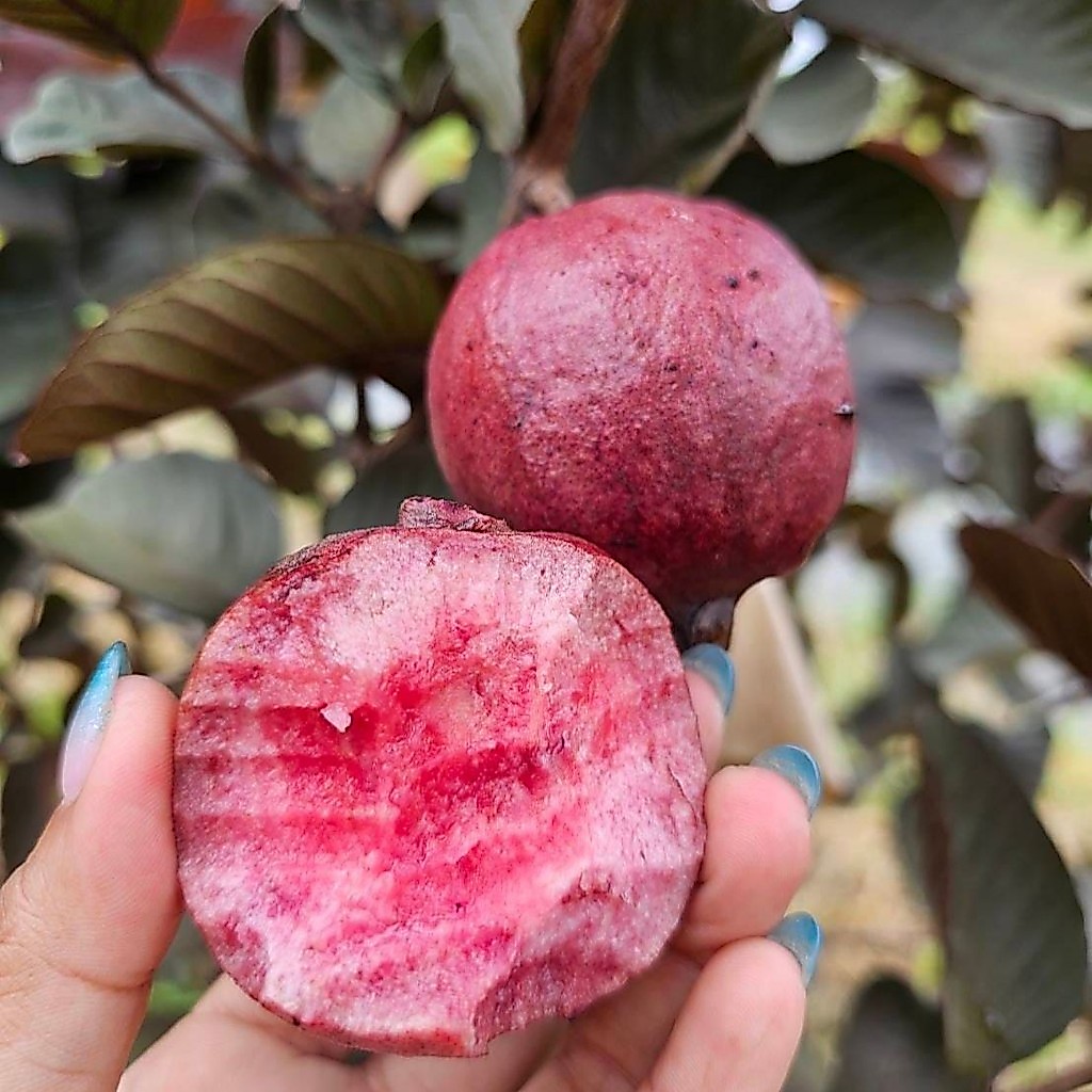 10 เมล็ด ฝรั่ง ฝรั่งแดงอโยธยา ฝรั่งแดง RED GUAVA