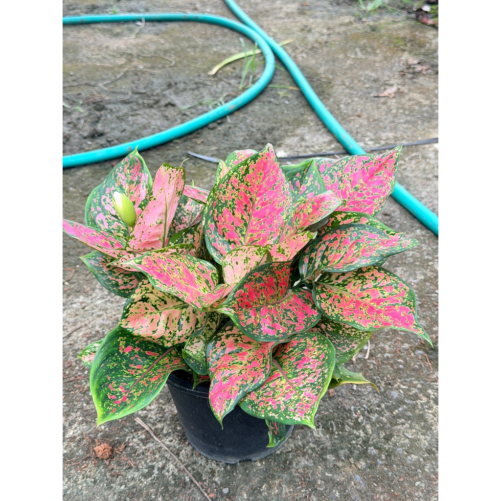 มุมมอง 2