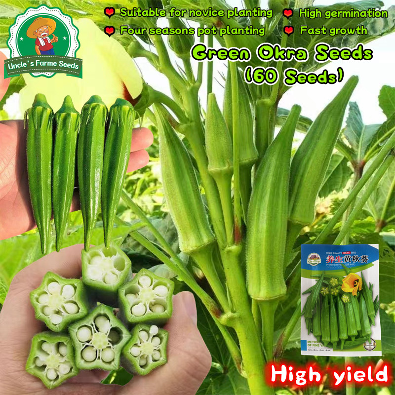 60เมล็ด/แพ็ค เมล็ดพันธุ์ กระเจี๊ยบเขียว เมล็ดกระเจี๊ยบ Green Okra Seeds for Planting F1 Okra Plant V