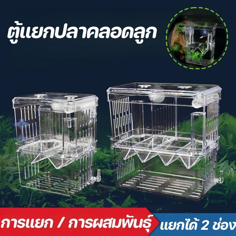 กล่องแยกปลาคลอดลูก 2 ช่อง สีใส S/M thumbnail 3