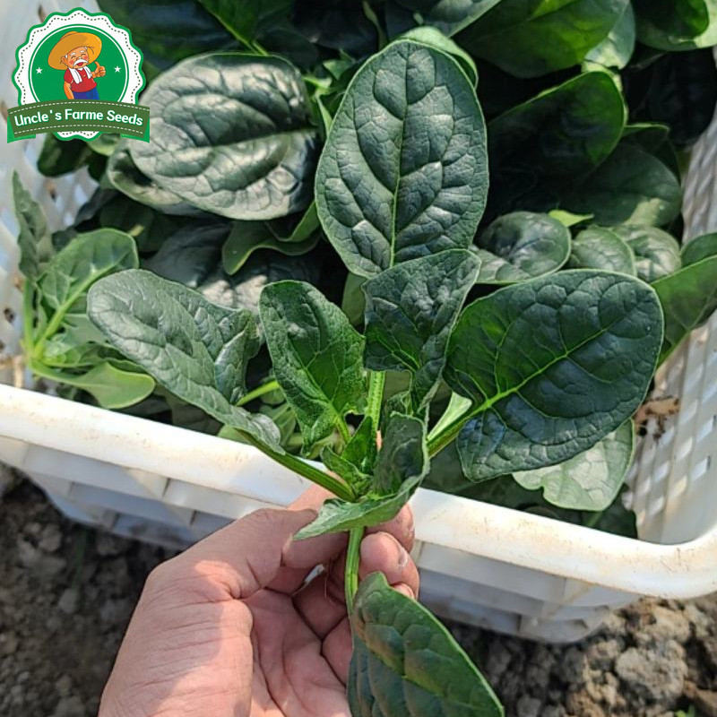 งอกง่าย 200เมล็ด/ซอง ทานอร่อย เมล็ดปวยเล้ง Chinese Spinach Seeds Vegetable Seeds Plant ปวยเล้งยักษ์ ญี่ปุ่น เมล็ดปวยเล้ง - รูปที่ 3
