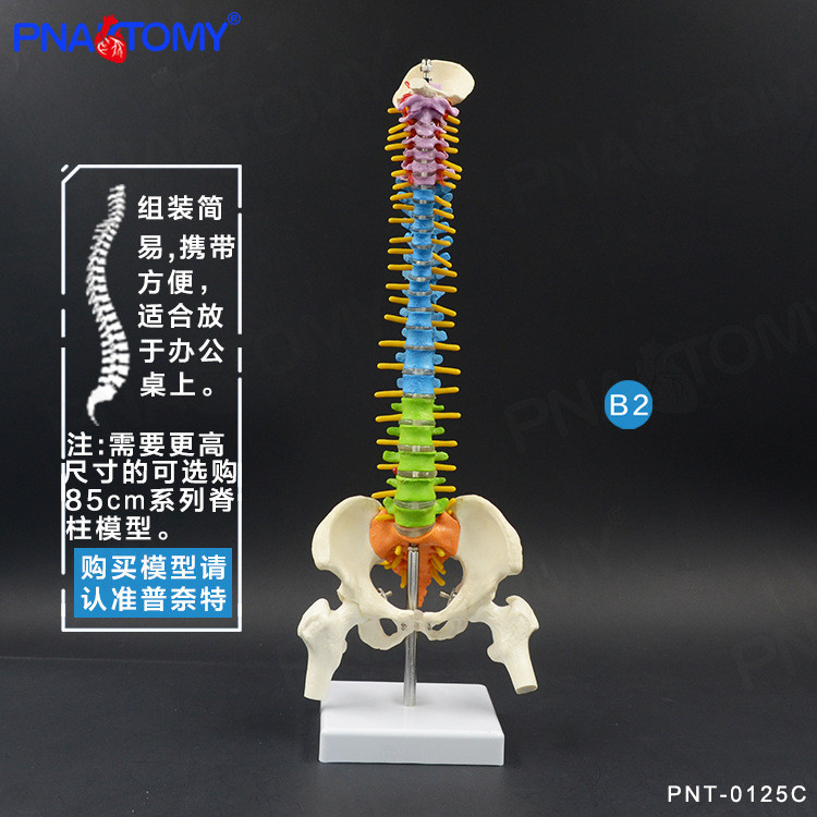 Spot Goods#45cm Colorful Human Spine Vertebrae Pelvic Cervical Spine Skeleton Model for Massage Orth