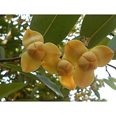 ขาย ต้นลำดวน ไม้โบราณ ดอกหอม 1 ถุงดำ (มาใหม่สวยๆรับประกันค่ะ)สูงประมาณ50-60 ซม ต้นแข็งแรงพร้อมปลูก ราคาถูก