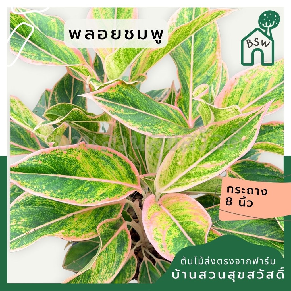 มุมมอง 7