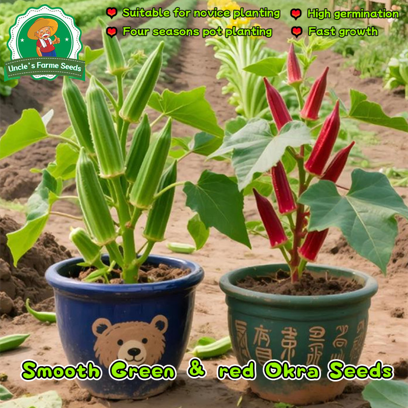 เมล็ดพันธุ์ กระเจี๊ยบเขียว เมล็ดกระเจี๊ยบ Green Okra Seeds เมล็ดพันธุ์กระเจี๊ยบ เมล็ดกระเจี๊ยบเขียว 