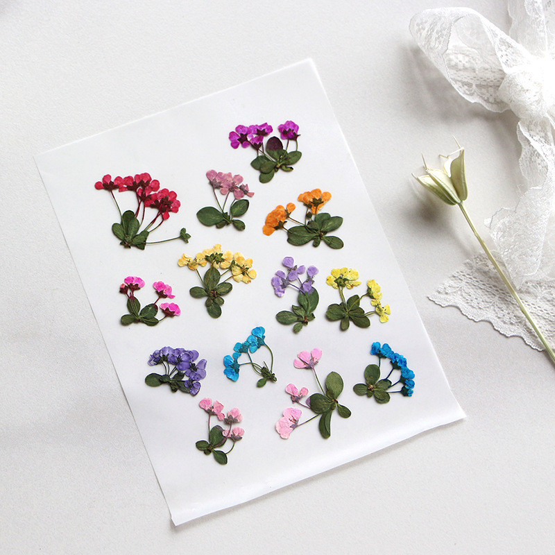 12 ชิ้นสเปรย์เกล็ดหิมะ DIY ดอกไม้จริงวัสดุกระเป๋า DIY บุ๊คมาร์คพืช
