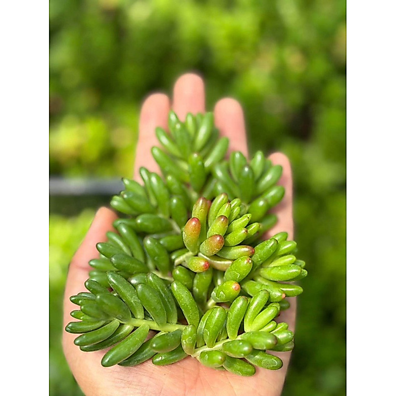 Sedum rubrotinctum - Jelly Bean (กิ่งตัดสด) ชุดละ 20 ยอด