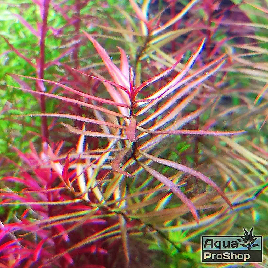 ต้นไม้น้ำ ลัดวิเจีย เบรวิเปส Ludwigia Brevipes