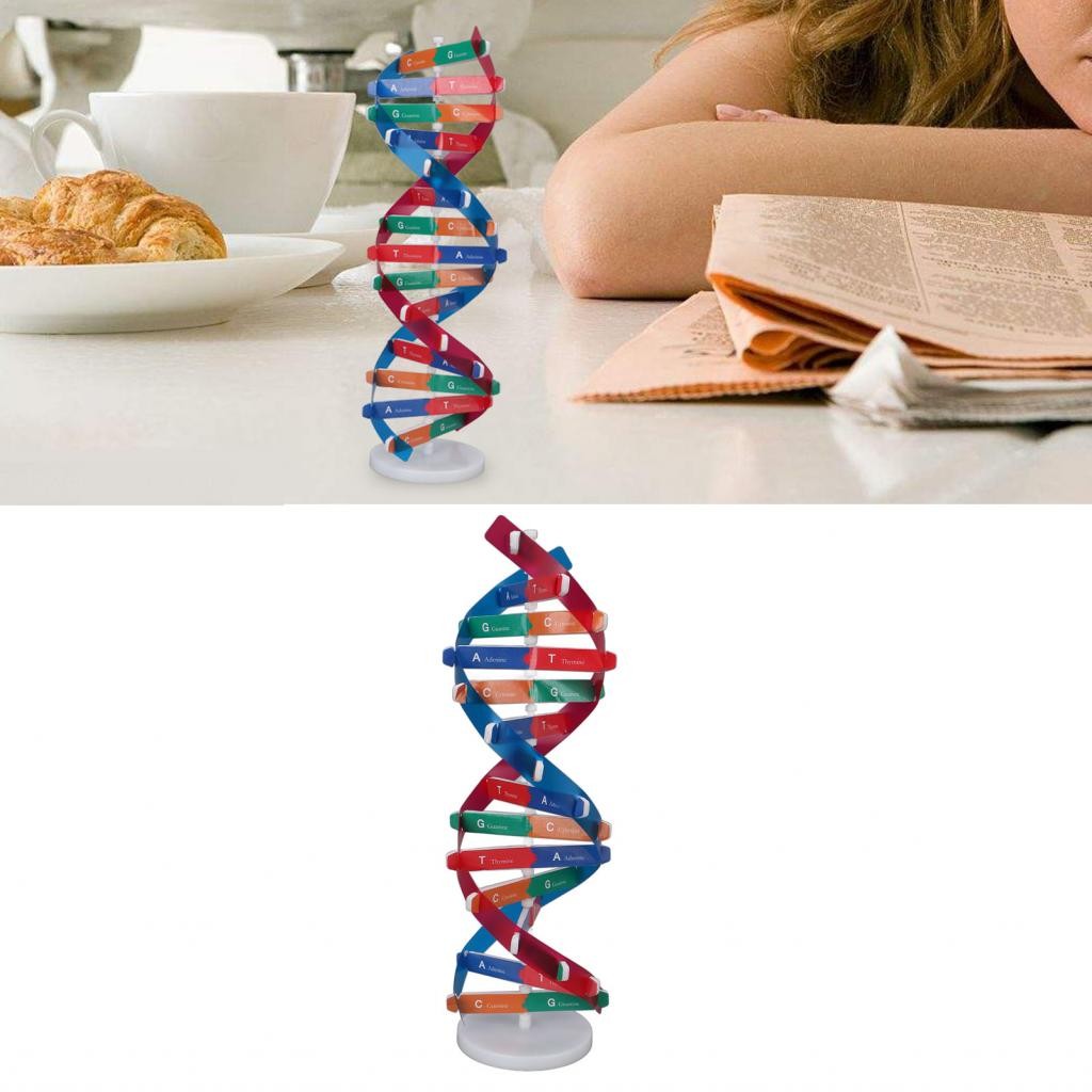 DNA Model Science Educational Human DNA Model Toy สำหรับนักเรียนเล่นที่บ้าน